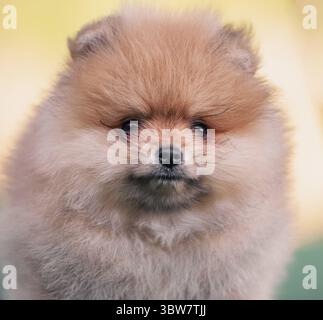 Porträt eines rothaarigen pommerschen Spitzhündchens Nahaufnahme Stockfoto