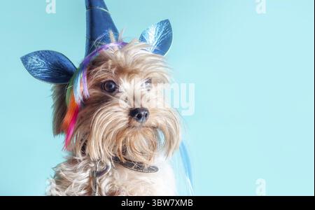 Porträt eines Yorkshire Terrier Welpen in ein Einhorn Kostüm auf hellem Hintergrund Nahaufnahme Stockfoto