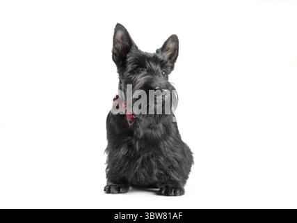 Schwarzer lustiger Scotch-Terrier-Welpe, der karierte Bogen auf weißem Hintergrund sitzt Stockfoto