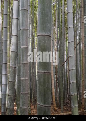 Dichter Wald mit hohen Bambusstielen im Arashiyama Bamboo Grove, Kyoto, Japan. Natürliches Licht filtert durch die hoch aufragenden Pflanzen und schafft so eine ruhige und ruhige Atmosphäre Stockfoto