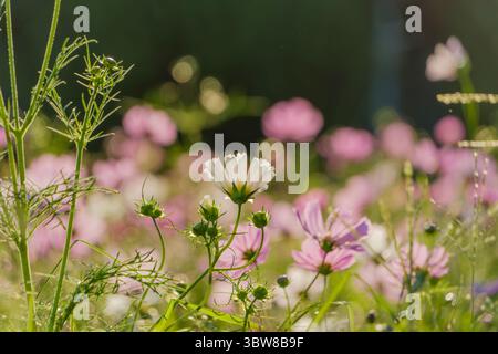 Feld der blühenden Kosmos Blumen, die im Morgensonnenlicht leuchten Stockfoto