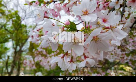 Nahaufnahme Des Zarten Kirschblütenzweigs Mit Rosa Und Weißen Blüten Stockfoto
