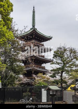 Fünfstöckige Pagode des Kofuku-JI-Tempels in Nara, Japan, umgeben von Kirschblüten im Frühjahr. Antike Architektur und lebendige Natur schaffen eine ruhige Atmosphäre Stockfoto