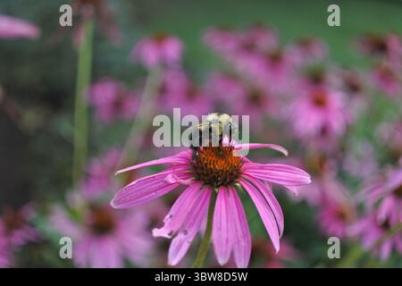 Bumble Bee auf Coneflower Stockfoto