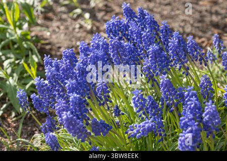 Traubenhyazinthe (Muscari armeniacum) blühende Blüten im Frühjahr, mehrjährige Knolle in der Familie der Lilien (Liliaceae), heimisch in Südosteuropa. Stockfoto