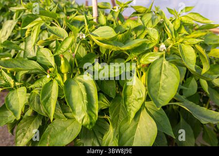 Ein Haufen grüner Paprika und eine Blume wachsen in einem Garten. Die Paprika sind klein und grün und wachsen auf einer Pflanze Stockfoto
