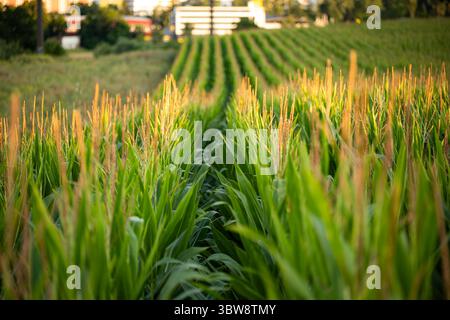 Reihen grüner, lebendiger Maisstängel auf einem Ackerland in Europa. Von oben nach unten, sonniges Licht am späten Abend, Weitwinkel, keine Leute Stockfoto