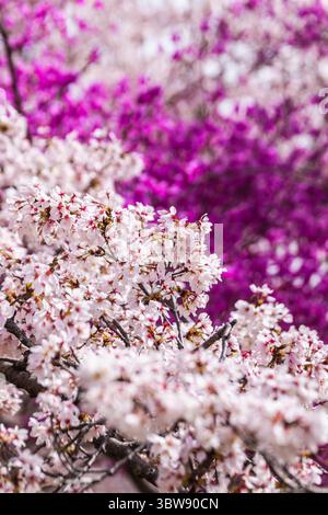 Nahaufnahme der zarten weißen Kirschblüten in voller Blüte, im Kontrast zu einem leuchtenden Hintergrund aus violetten Azaleen. Ein atemberaubendes Frühlingsfest Stockfoto