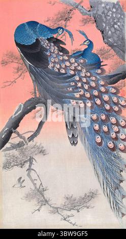 Ohara Koson. Holzschnitt mit dem Titel „zwei Pfauen auf einem Zweig“ des japanischen Druckers Ohara Koson (auch Ohara Hōson, Ohara Shōson: 1877-1945), um 1900-1930 Stockfoto