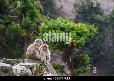 Im Jigokudani Monkey Park in Nagano, Japan, sitzen zwei japanische Makaken, auch als Schneeaffen bekannt, auf Felsen inmitten von üppigem Grün. Eine ruhige Szene Stockfoto