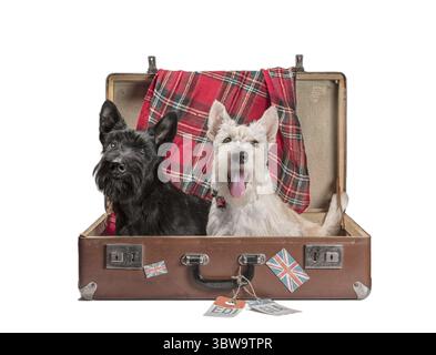 Zwei schwarze und weizenfarbene Scotch Terrier Welpen sitzen in einem Vintage Koffer mit Tags von schottischen Flughäfen und der britischen Flagge Stockfoto