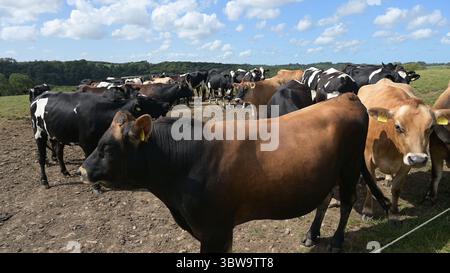 Gemischt aus Freisan- und guernsey-Kühen auf dem Bauernhof in Pembrokeshire, Wales, Großbritannien Stockfoto