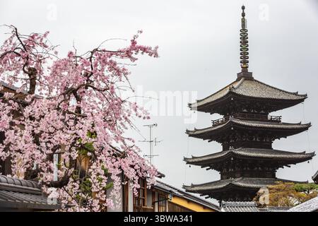 Kyoto's Yasaka Pagode, ein beeindruckendes fünfstöckiges Holzgebäude, steht majestätisch neben einem Kirschblütenbaum in voller Blüte. Diese fesselnde Szene Stockfoto