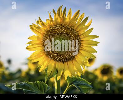 Hellgelbe Sonnenblume mit zwei grünen Blättern auf einem Feld vor blauem Himmel Stockfoto