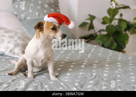 Cute russell Rasse Hund sitzt auf dem Bett trägt weihnachtsmann Hut im Schlafzimmer wartet auf weihnachtsgeschenk, Neujahr und Weihnachtskonzept Stockfoto