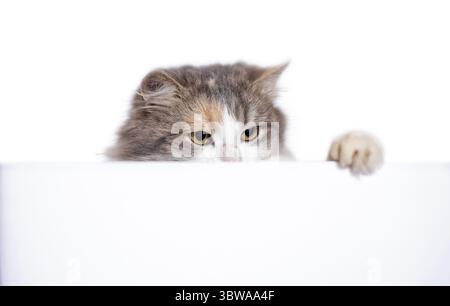 Erwachsene Mischling langhaarige Katze, die hinter einer weißen Trennwand herausguckt Stockfoto