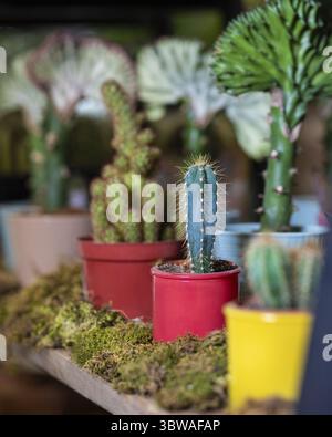 Viele kleine Kakteen in verschieden farbigen Töpfen. Cereus, Gymnocalycium Stockfoto