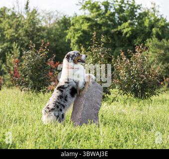 Reinrassiger australischer Schäferhund bei einem Spaziergang im Park an einem Sommertag Stockfoto