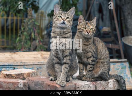 Zwei streunende Tabbykatzen sitzen draußen auf Ziegeln Stockfoto