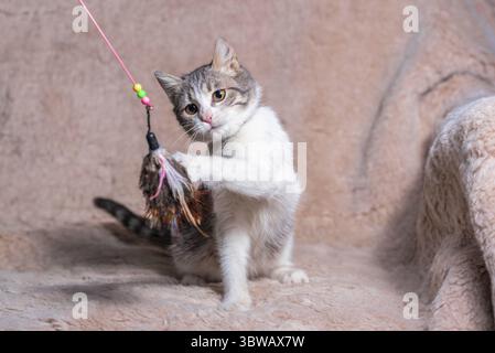 Tabby Kätzchen spielt mit einem Spielzeug mit Federn auf einem Sofa, das mit einem beigen Kunstpelzteppich bedeckt ist Stockfoto