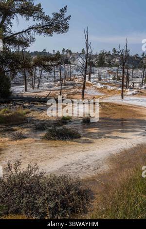 14. September 2020, Yellowstone National Park, Wyoming, Vereinigte Staaten: Wasserabfluss von Angel Terrace, Upper Terraces of Mammoth Hot Springs, Yellowstone National Park, Wyoming, USA. (Kreditbild: © Jon G. Fuller/VW Pics via ZUMA Wire) Stockfoto