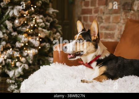 Der braun-weiß-schwarze Hund Jorge liegt auf einer weißen Decke vor dem Hintergrund eines Weihnachtsbaumes. Seitenansicht Stockfoto
