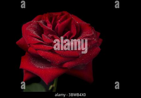 Wunderschöne rote Rose bedeckt mit Wassertropfen, isoliert auf schwarzem Hintergrund, Seitenansicht Stockfoto