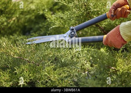 Hände von Gärtner in orangefarbenen Handschuhen schneiden den überwachsenen grünen Strauch mit Heckenscheren auf sonnigen Hinterhof. Arbeiter Landschaftsgarten. Unknown gar Stockfoto