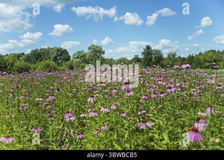 Große Plantage von Heilpflanzen Echinacea purpurea draußen vor blauem Himmel Stockfoto