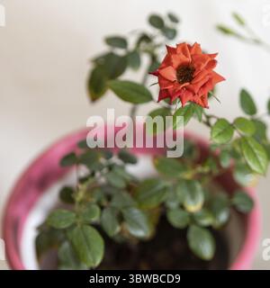 Schöne rote Blume Nahaufnahme Stockfoto