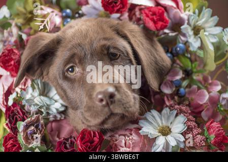Der schokoladenfarbene kleine labrador-Welpe steckte seinen Kopf durch einen Kranz aus künstlichen Blumen Stockfoto