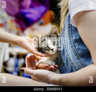 Die Kinderhand streichelt ein kleines Tabby-Kätzchen, das auf den Händen einer erwachsenen Frau sitzt Stockfoto