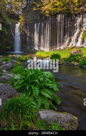 Ruhige Aussicht auf die Shiraito Falls in Japan mit zahlreichen kaskadierenden Wasserfällen, die über eine Klippe in einen ruhigen Fluss fließen. Üppige grüne Umgebung Stockfoto