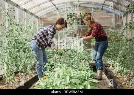 Zwei Frauen, die im Gewächshausgarten arbeiten - Kindergarten- und Frühjahrskonzept Stockfoto