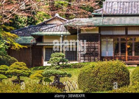 Japanischer Garten mit sorgfältig gepflegten Bonsaibäumen vor einem traditionellen Haus. Ruhige und ruhige Szene mit japanischer Architektur A Stockfoto