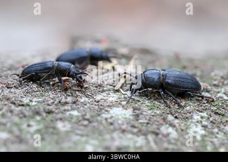 Schwarze Langhornkäfer, Spondylis buprestoides, Langhornkäfer, Cerambycidae. Insekten auf der Rinde eines geschnittenen Baumes. Stockfoto