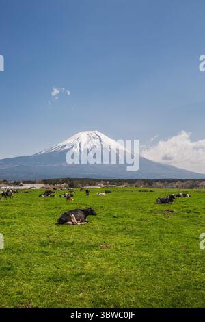 Idyllische Pastoralszene mit dem Fuji im Hintergrund. Herde holsteinfriesischer Kühe, die auf einer üppigen grünen Weide ruhen und den japanischen Countr genießen Stockfoto