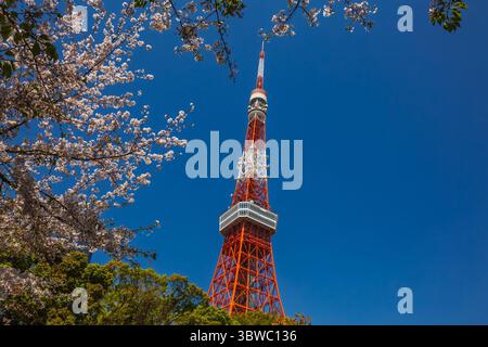 Tokio Tower mit Kirschblüten im Frühling. Ikonisches Wahrzeichen, lebhafte Farben, schöner Kontrast von Natur und Architektur. Ein perfektes Postkartenbild o Stockfoto