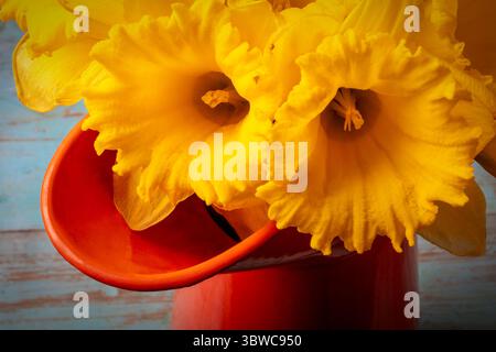 Wunderschöner Daffolis In Orange Pitcher Stockfoto