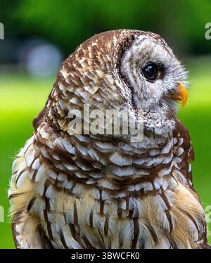 Barred Owl Side View Porträt, Beute beobachten Stockfoto
