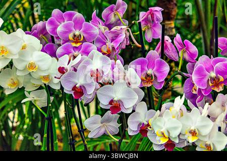 Garten-Orchideen im Hothouse-Stillleben Stockfoto