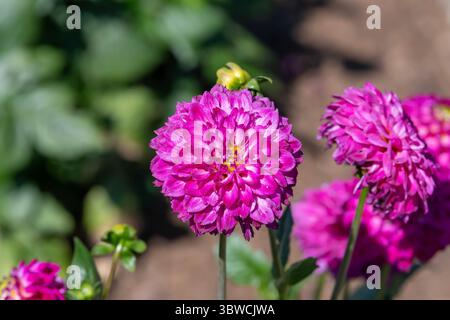 Villers-lès-Nancy, Frankreich - Blick auf die Blume einer rosa Dahlia 'Ashado' im Botanischen Garten Jean-Marie Pelt. Stockfoto