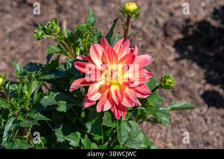 Villers-lès-Nancy, Frankreich - Blick auf die Blume einer Dahlia 'Ibiza' im Botanischen Garten Jean-Marie Pelt. Stockfoto