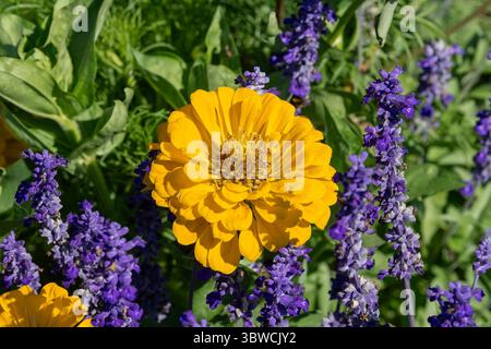 Villers-lès-Nancy, Frankreich - Blick auf die gelbe Blume von Zinnia elegans im Botanischen Garten Jean-Marie Pelt. Stockfoto