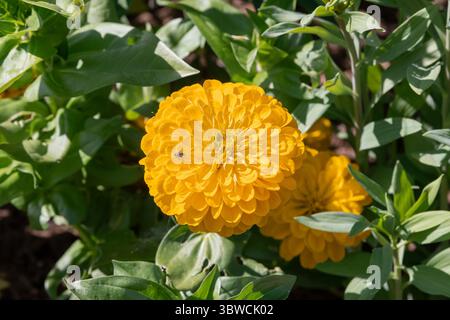 Villers-lès-Nancy, Frankreich - Blick auf die gelbe Blume von Zinnia elegans im Botanischen Garten Jean-Marie Pelt. Stockfoto