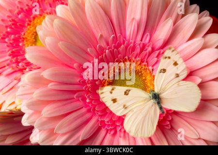 Weißer Schmetterling Auf Pink Gerbera Daisy Stillleben Stockfoto