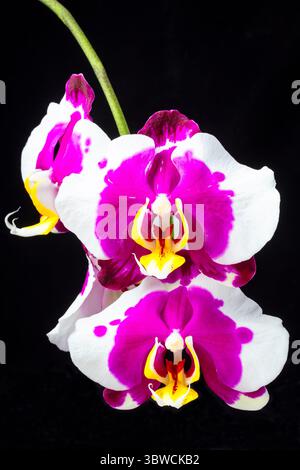 Wunderbares Stillleben Der Lila Und Weißen Orchideen Stockfoto