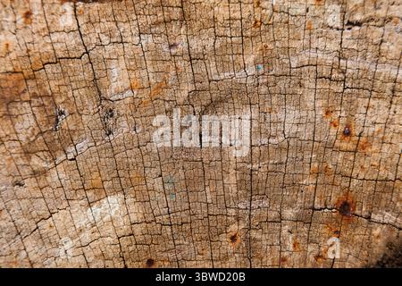 Die Textur des eisernen Baumes. Hintergrund auf einem Holzschnitt. Stockfoto