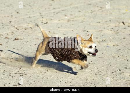 Dezember 2020, Miami Beach, FL, USA: Lily, ein Rettungshund, der am Mittwoch, 9. Dezember 2020 in Miami Beach in Florida am South Pointe Beach lebt, läuft von ihrem Besitzer Robert Anderson aus Miami Beach, während sie das kalte Wetter am South Pointe Beach genießen. (Kreditbild: © TNS via ZUMA Wire) Stockfoto