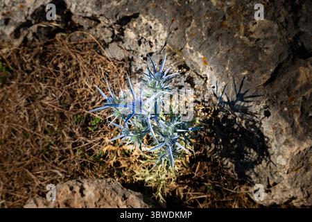Wunderschönes blaues Meer stechpalmenblume in wunderbarer blauer Farbe, wächst am Ufer der Insel Cres, Kroatien Stockfoto
